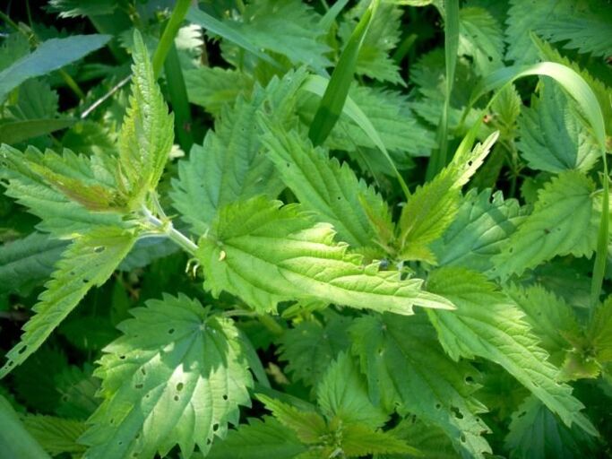 Копривата е ефективно средство за лечение на разширени вени в ранните стадии